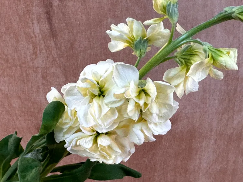 規格外切り花