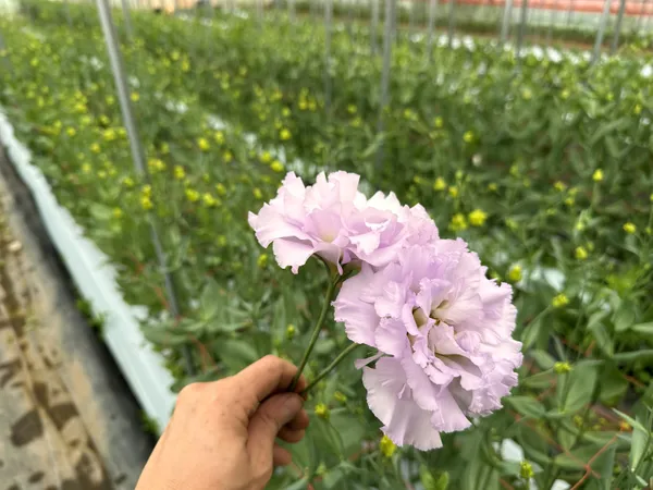 夏トルコキキョウ（季咲）